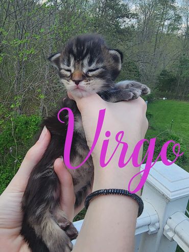 Maine Coon kittens for sale Kentucky