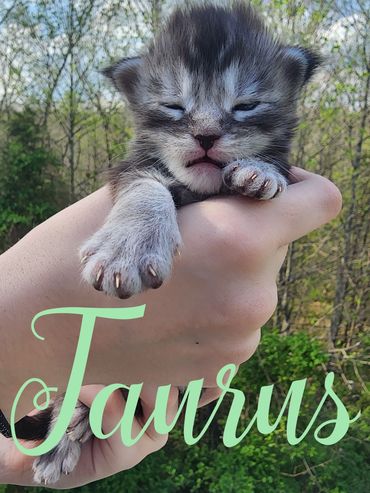 Maine Coon kittens for sale Kentucky
