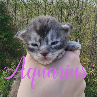 Maine Coon kittens for sale Kentucky