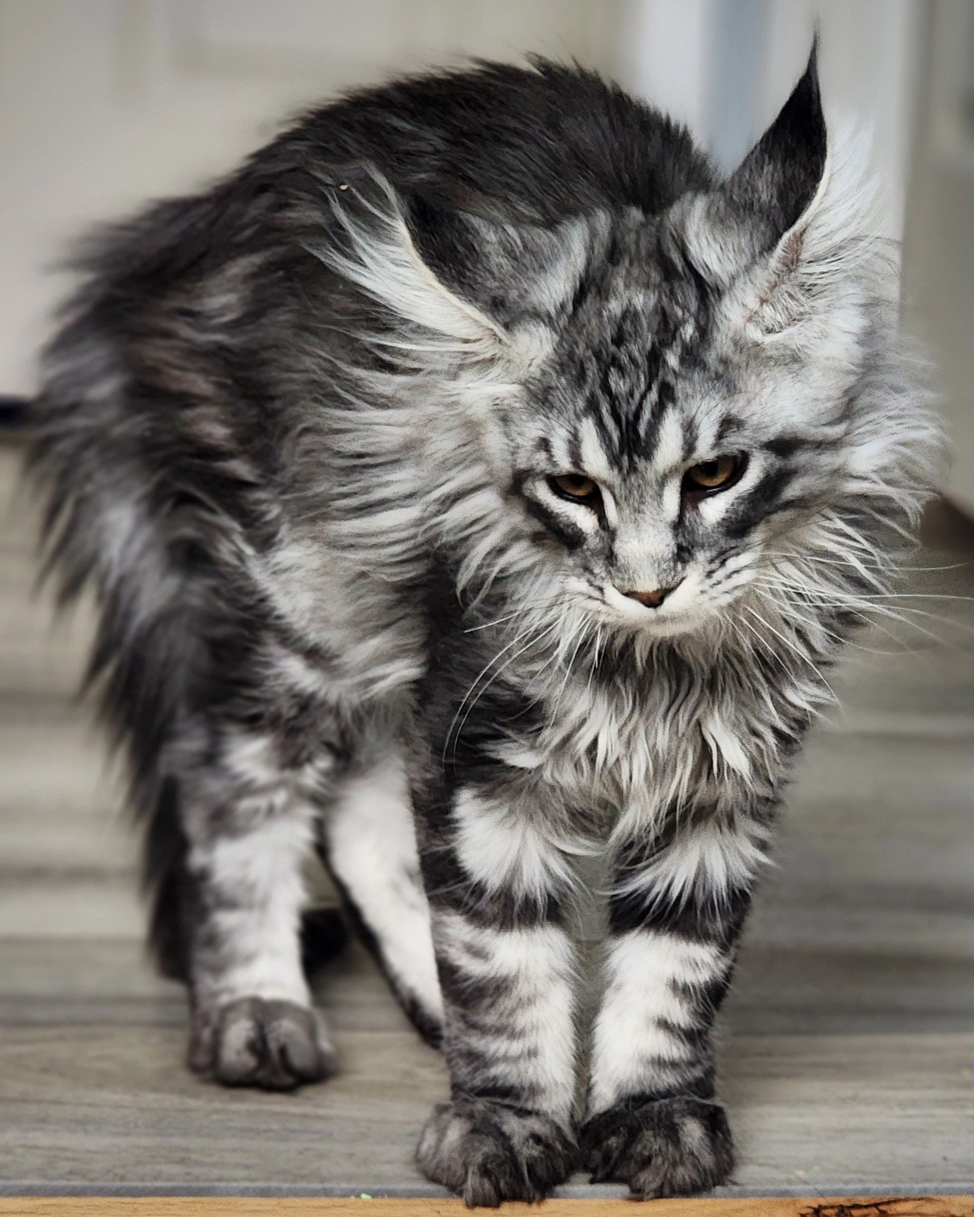 Maine Coon kittens for sale Kentucky