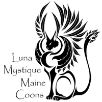 Luna Mystique Maine Coons