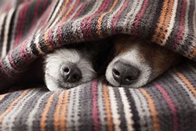 Two dogs under a blanket with their noses sticking out.