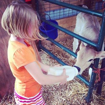 Girl bottle feeding calf