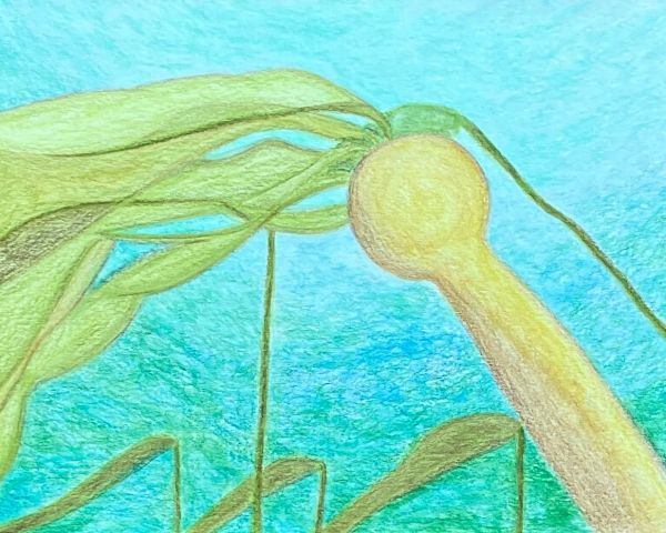 Painting titled "Bull Kelp" by Alisa Hasbrouck of Olympic Fine Art