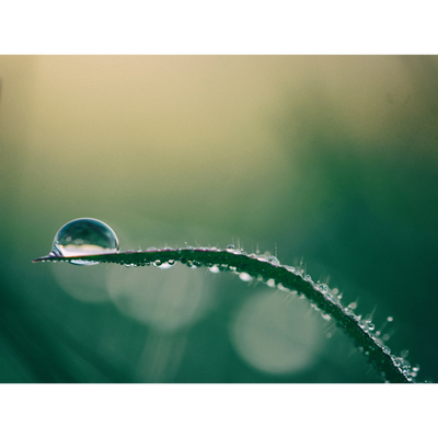 Close-up of water droplets on a curved green leaf with soft background.