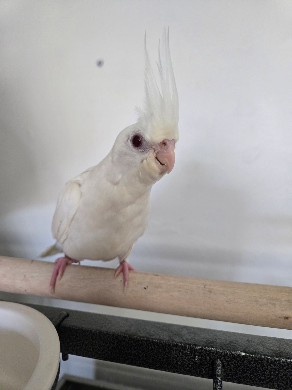 A white cockatiel perched on a wooden bar indoors.