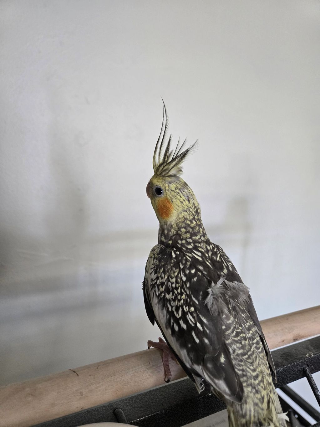 A cockatiel with a raised crest perched on a wooden bar.