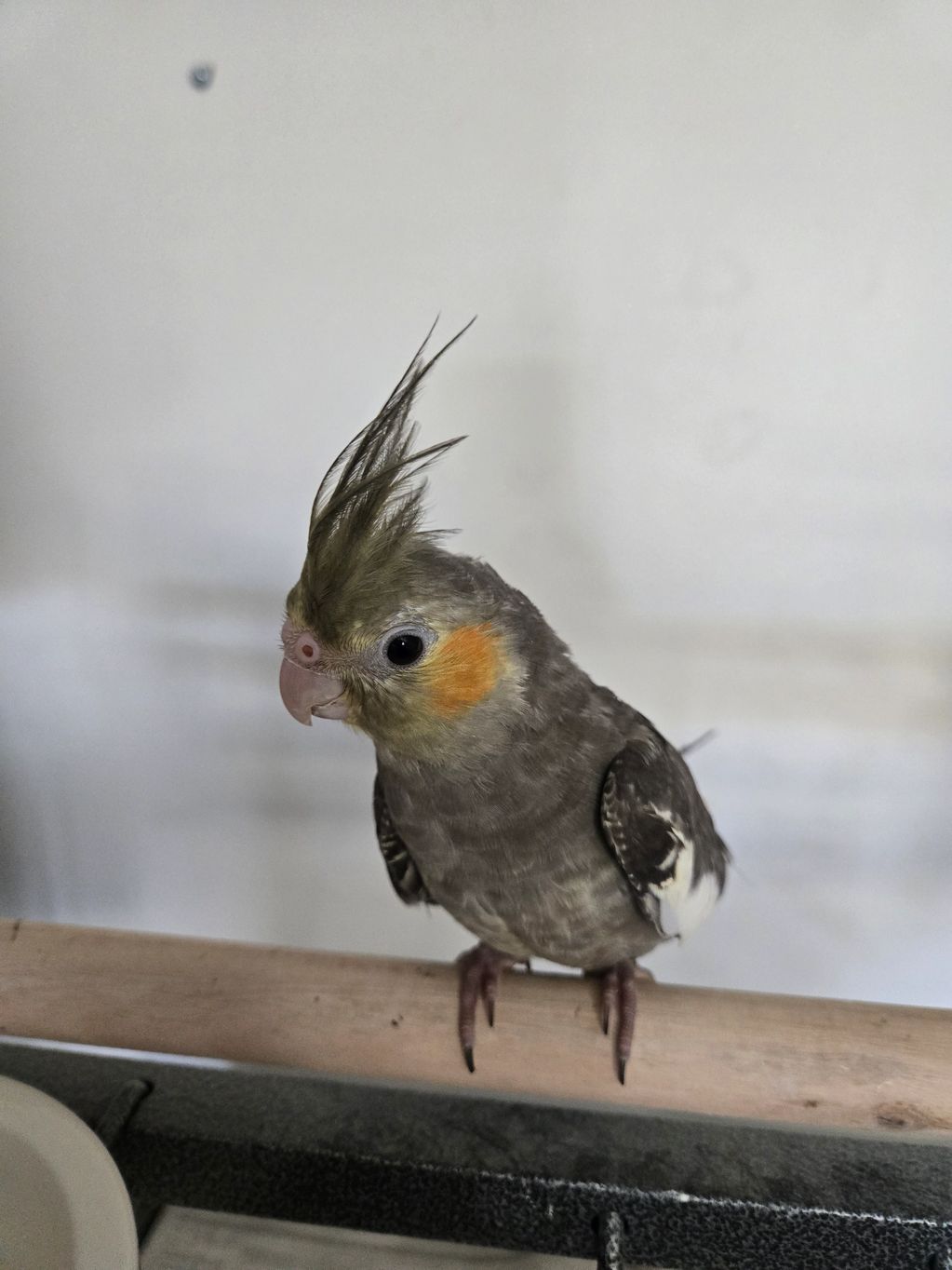 Cockatiel perched on a wooden rod with a gray and orange face.