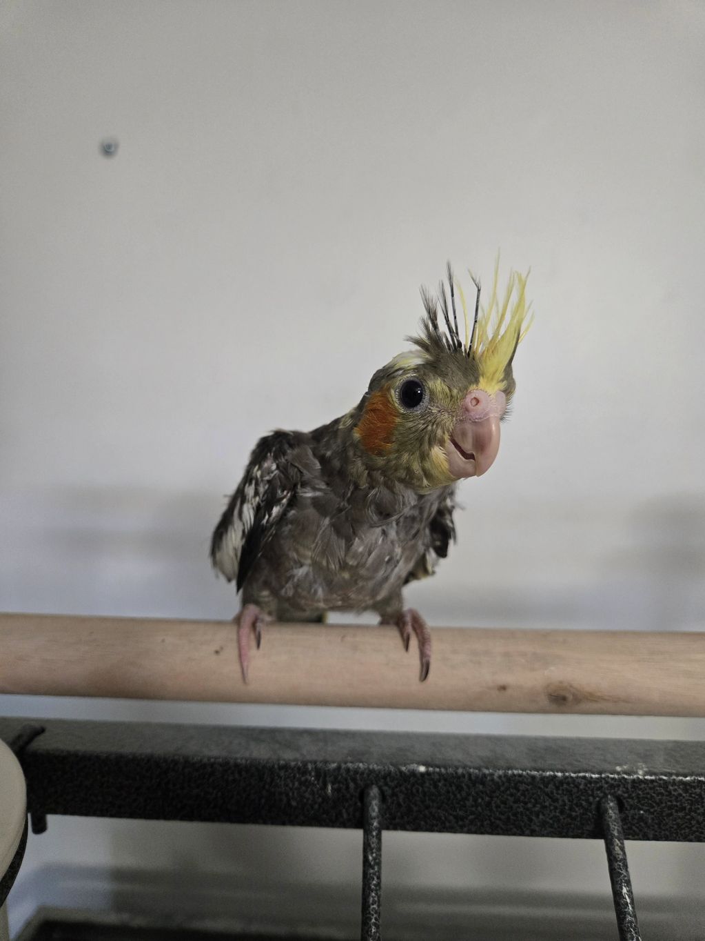 A curious cockatiel with a yellow crest perched on a wooden bar.