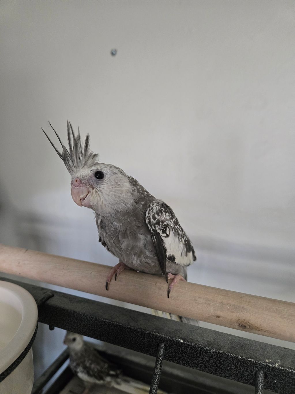A grey and white cockatiel perched on a wooden rod indoors.