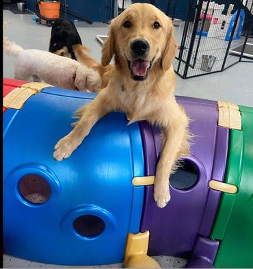 Happy daycare dog at Waterloo's Puptown Waterloo dog daycare, dog boarding and dog training centre