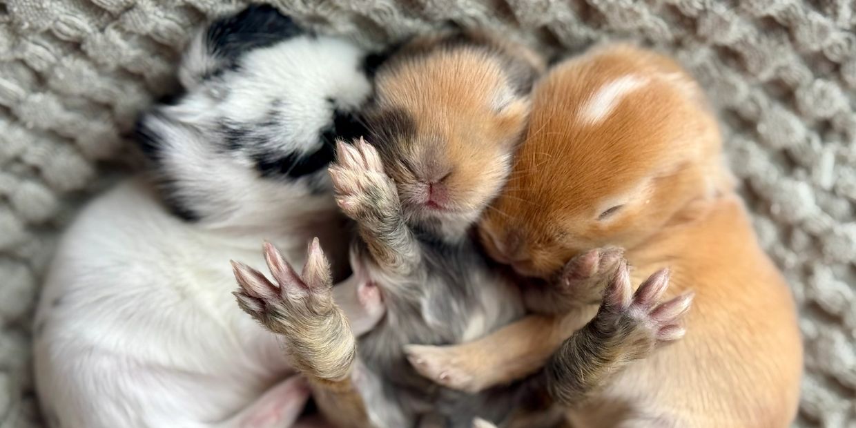 Three baby rabbits sleeping closely together on a soft blanket.