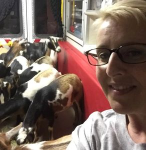 transporting goats from pilot fire 2016