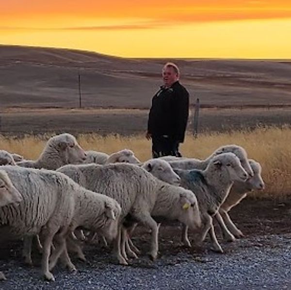 Llew Jones with sheep on the family ranch near Conrad.