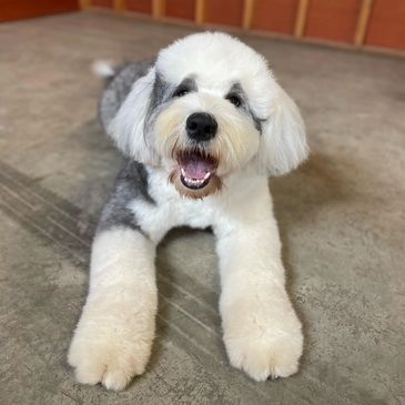 Fluffy happy dog lying on concrete floor.