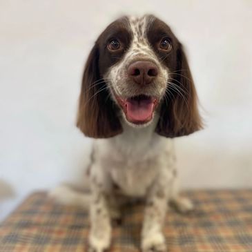 Happy brown and white dog looking at the camera.