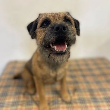 Happy brown dog sitting on a plaid surface.