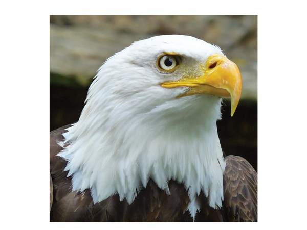 Bald Eagle is classified as a bird that never surrenders. 