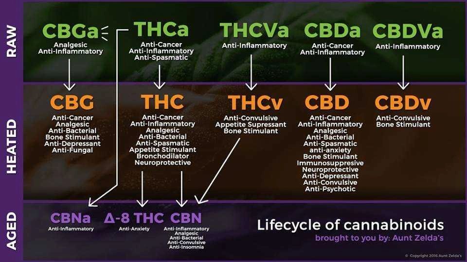Cannabinoid progression chart to show breakdown and conversion.
