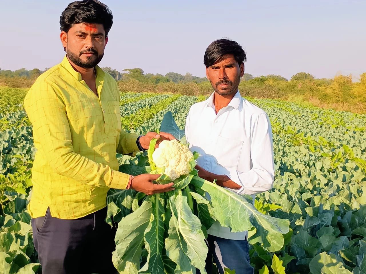 Two men holding a large cauliflower in a green field.