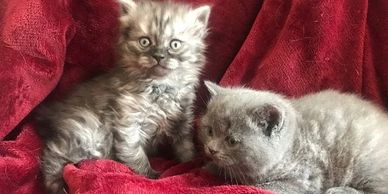 Two British Shorthair kittens, one blue silver tabby and one long hair smoked tabby