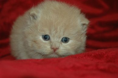 cream male, straight ear Scottish Fold kitten, close up on red velvet