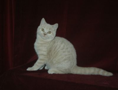 British Shorthair kitten.  Cream tabby male sitting, tail stretched out looking alert