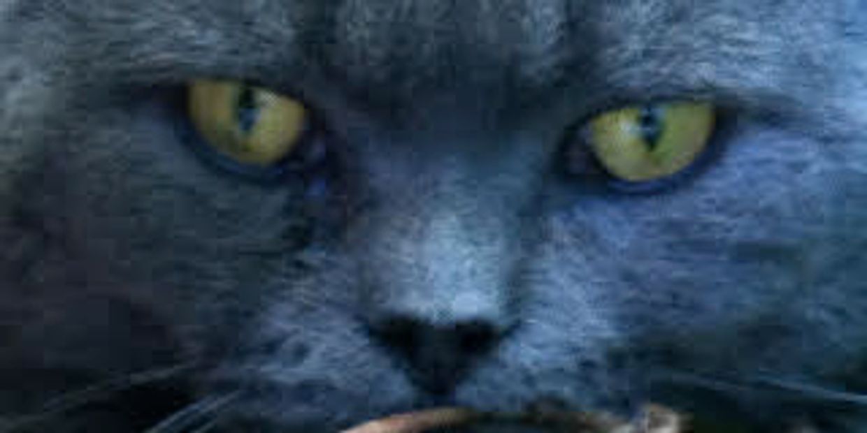 Galadriel, our foundation British Shorthair male.  Up close photo of face with gold eyes in garden.