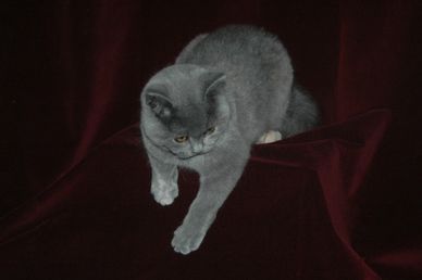 Blue British Shorthair kitten stretched out on back of red couch.