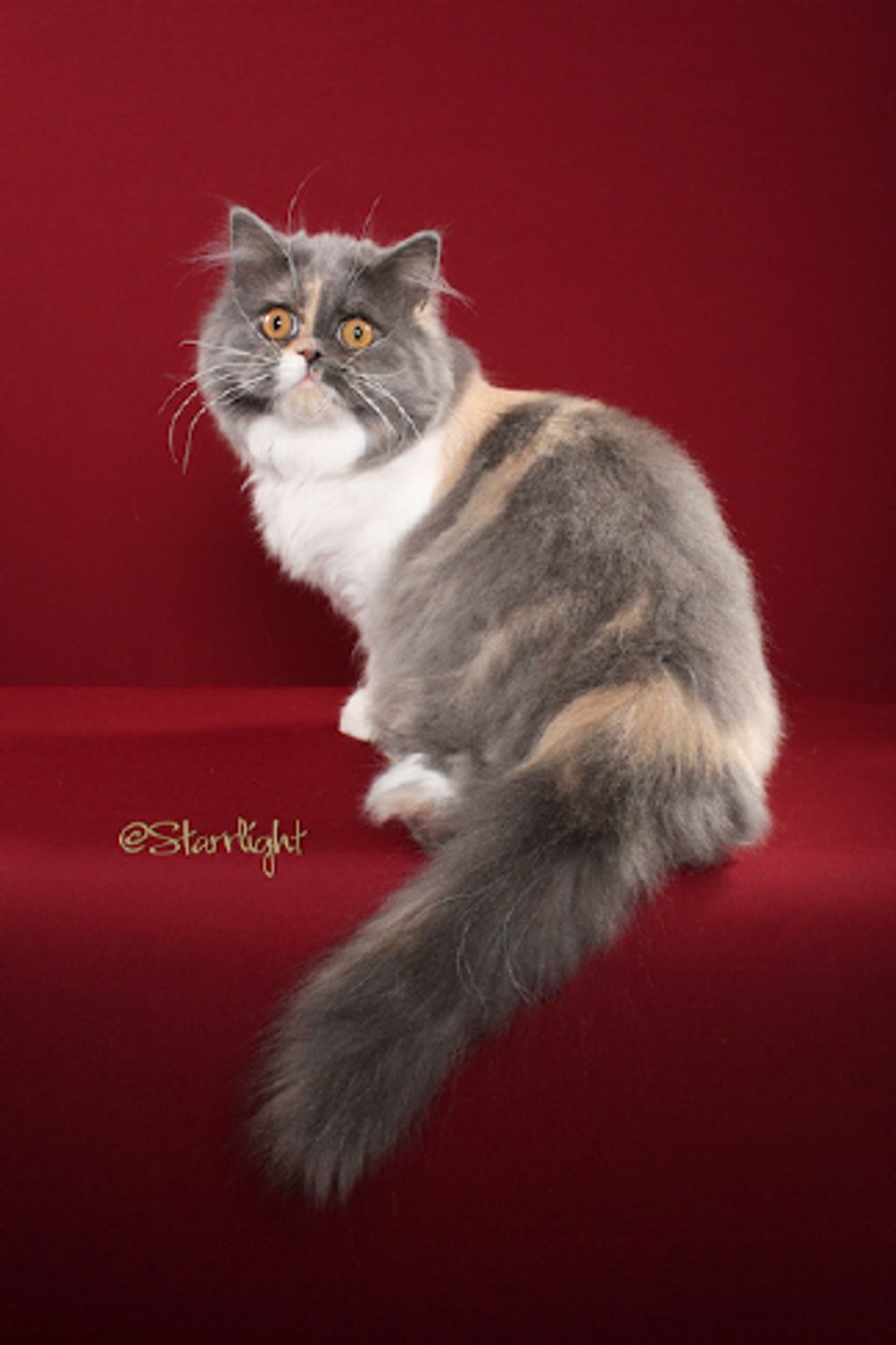 The straight eared Scottish Fold Cat.  Long haired blue calico sitting with red backdrop.