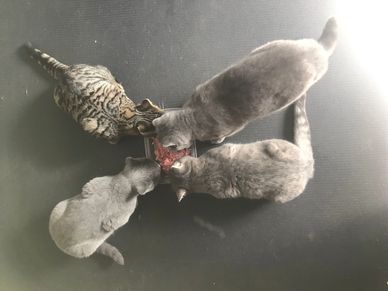 British Shorthair queen with her 3 older British Shorthair kittens eating raw food on black concrete