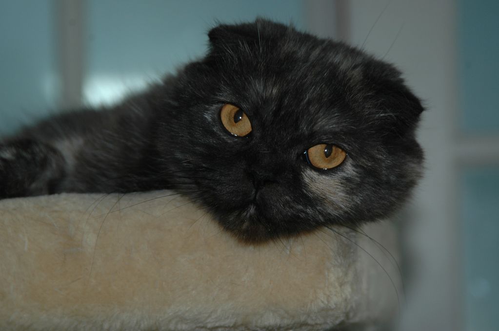A gorgeous Scottish Fold with triple fold ears.  A black tortoiseshell with lovely copper eyes. 