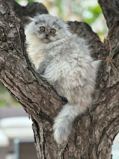 long haired blue smoke Scottish Fold Kitten in tree.