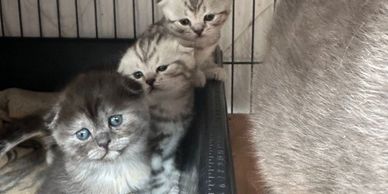 3 Scottish Fold kittens from same litter with blue British Shorthair mother in nesting box.