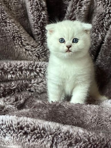 white silver male Scottish Fold kitten with folded ears and blue eye.  Sitting on faux fur