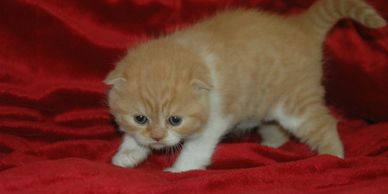 Red and white classic tabby bicolor Scottish Fold with double folded ears walking across red velvet.