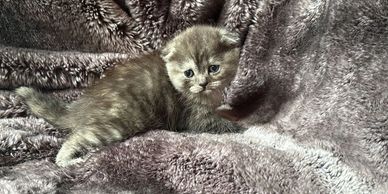 Scottish Fold kitten, Folded ears, tortoiseshell shorthair female standing on faux fur blanket.