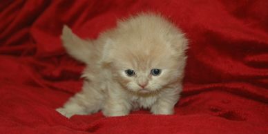 Folded ear, cream Scottish Fold kitten standing on red velvet