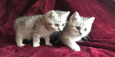 Two silver tabby British Shorthair kittens standing on red velvet