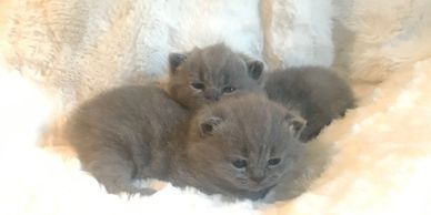 Blue British Shorthair kittens on white, fluffy blanket.