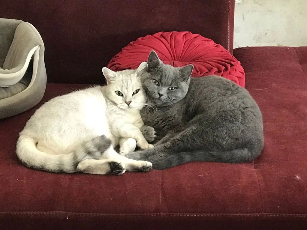 Two British Shorthair kittens laydown cheek to cheek on red velour couch and pillow