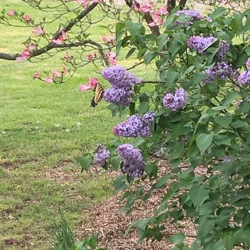 Purple lilacs in full bloom with butterfly and pick dogwood in bloom, small money plants, rye field, natural shredded mulch landscaping.