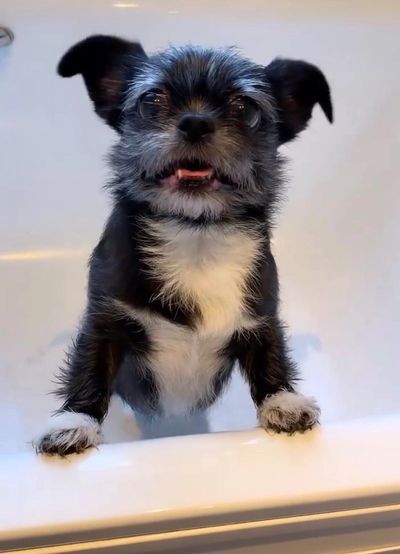 Smoochie Poochie mobile dog grooming service, bath, blow dry, brush, trim, de-shedding