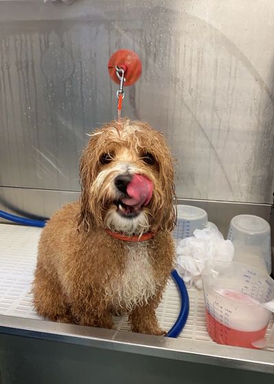 Smoochie Poochie mobile dog grooming service, bath, blow dry, brush, trim, de-shedding