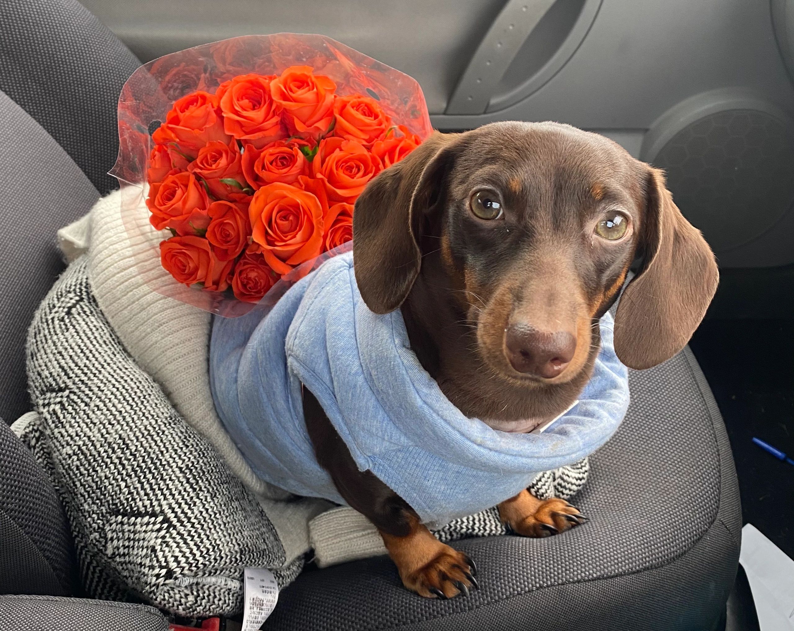 Smoochie Poochie mobile dog grooming service, bath, blow dry, brush, trim, de-shedding