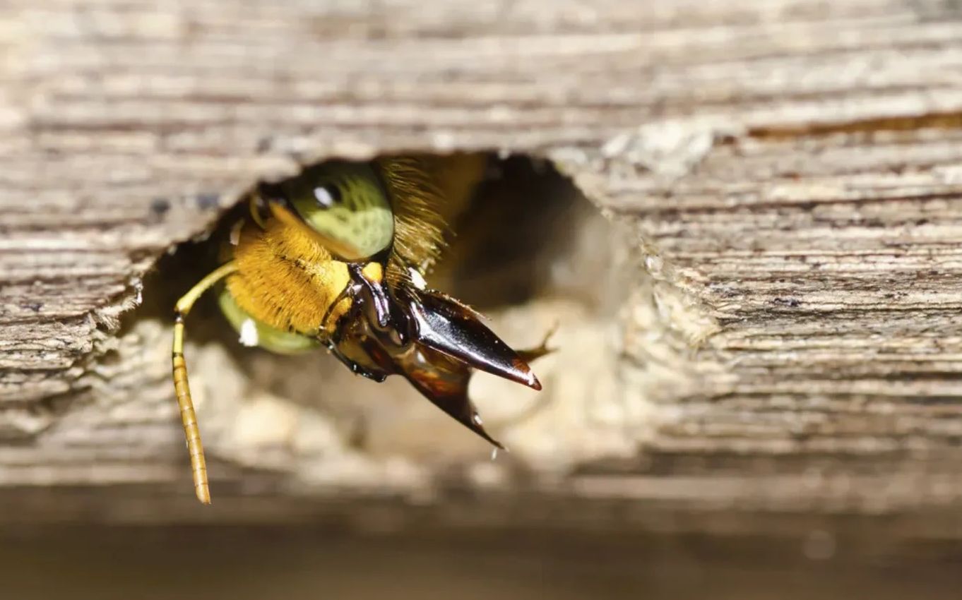 Close-up of a hornet peeking through a hole in wood.