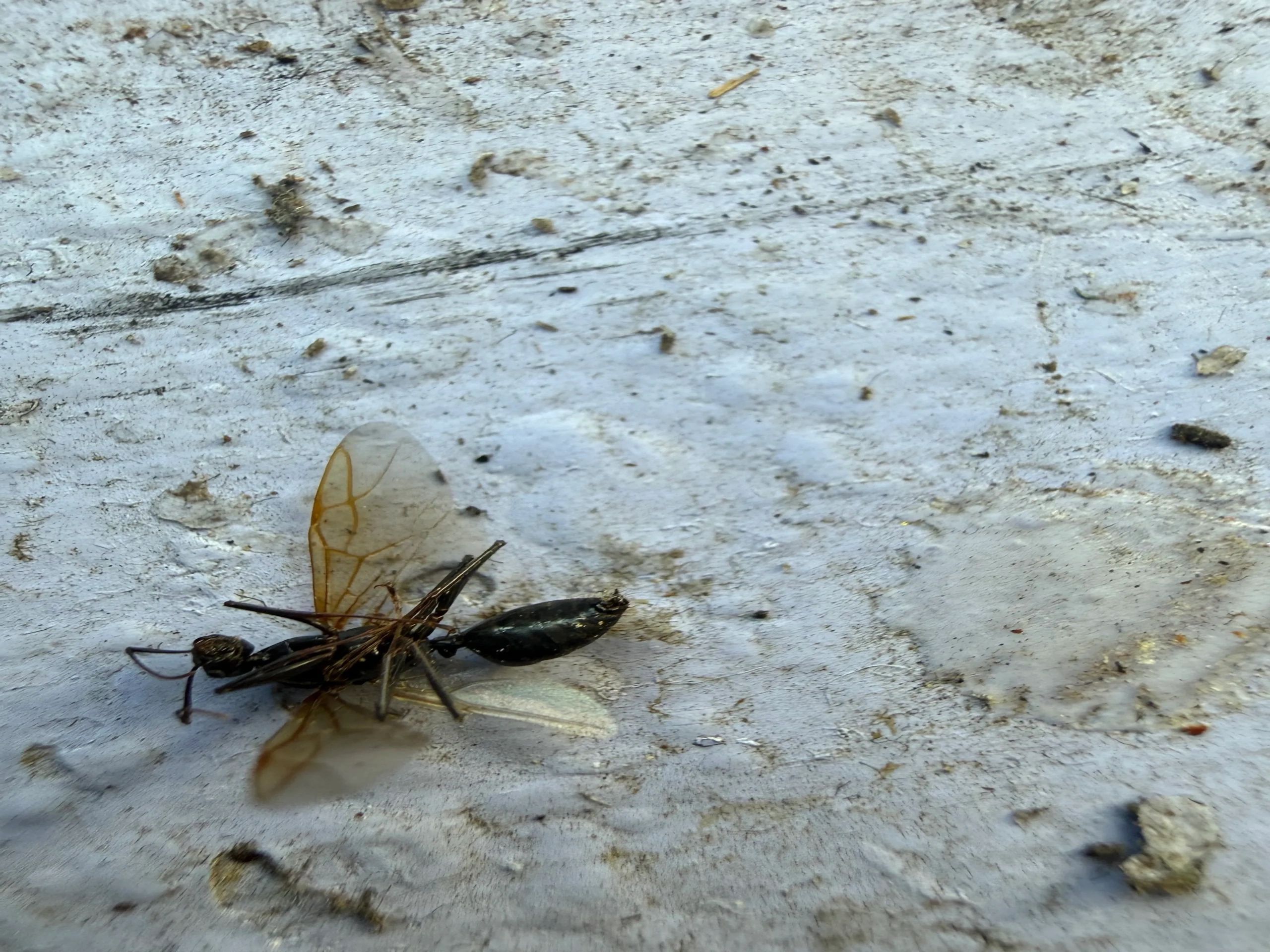 Carpenter ant swarmers are often one of the first signs homeowners notice when a colony is active ne
