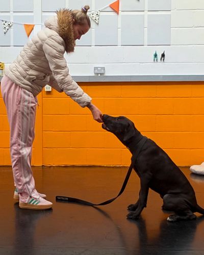 Person training a black dog indoors against an orange wall.