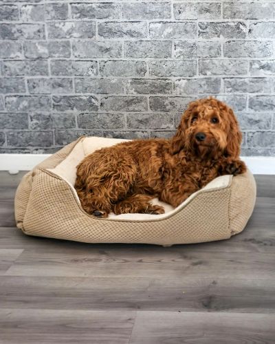 Curly brown dog lounging in a cozy beige dog bed.