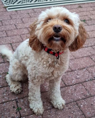 Fluffy small dog with curly fur sitting on a brick patio.